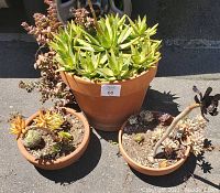 Front view showing three clay pots filled with succulents: one large pot with green aloe-type plants and two smaller pots with various succulents and cactus.