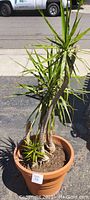 Front view of a clay pot with a tall green plant outdoors on a paved surface.
