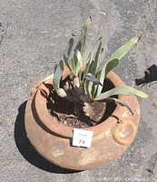 Top-down view of a round clay pot containing a green leafy plant with some brown edges on the leaves, placed on asphalt.