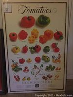 Framed print showing colorful tomato varieties with names on white background
