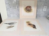Photo showing all three JF Landsdowne bird prints together: a quail print mounted on backing, and loose seagull and woodpecker prints laid out