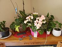 Wide view of potted plants on wooden dresser showing orchids, pothos, tropical plants alongside metal windchime lying flat