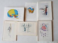 Stack of vintage medical anatomical plates laid out showing colored sagittal skull section, hand bones, spinal column, arteries and pelvis prints.
