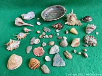 View of entire diverse seashell collection arranged on green fabric, showing multiple shell types, sizes, and shapes, includes some natural rock or coral pieces.