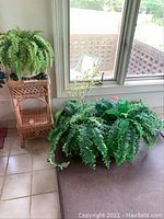 Overall view of two large faux fern plants placed on and near the wicker plant stand by a window.