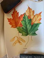 Close-up photo of the botanical lithograph showing three colorful leaves and seeds, highlighting art quality and colors.
