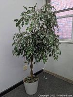 Full view of 67-inch tall artificial ficus tree placed near wall, showing braided trunk, variegated leaves, and white round pot.