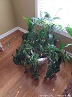 Photo of the live green plant with leafy long foliage in a white plastic planter on wood floor next to a window.