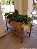 View of wooden rolling garden box planter filled with Begonia plants, showing wooden structure, caster wheels, and plants.