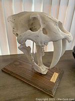 Side view of plaster skull showing elongated canines and acrylic support rod