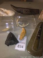 Overview of all fossil specimens displayed together