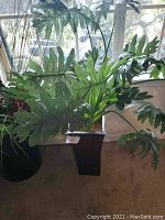 Artificial plant with broad, lobed green leaves in a tall black planter under window light
