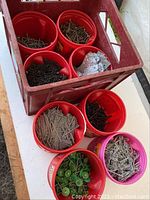 Red crate containing several red plastic buckets filled with assorted nails and hardware including green-headed nails and poly nails, some rust visible.