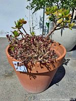 Side view of terracotta pot showing medium size and condition including plants inside.