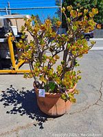 Side view of large succulent plant in medium terracotta pot outdoors
