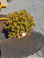 Full view of jade plant growing in terracotta pot outdoors on paved surface.