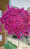 Close-up of vibrant pink flowering bush with green bench and beige stone wall.