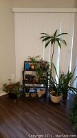 Corner setup showing eight plants arranged on and around a black metal plant stand with garden decor items on floor and shelves.