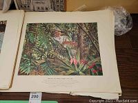 A lithograph print showing a man amidst dense tropical plants, titled with text explaining its historical pharmacy context.
