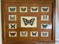 Full framed collection with 13 smaller silks surrounding a larger central butterfly silk