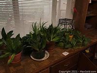 Wide side view of eight live potted plants, mostly snake plants, arranged on wooden surface near window with blinds.