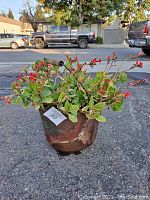 Front angle showing the cast iron pot with leafy plant and small red flowers outdoors on pavement.