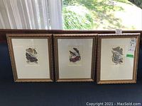 Three framed butterfly prints displayed side by side on a table, showing overall size and frame style.