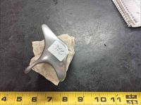 Top view showing the stingray sculpture's broad metallic wings and measuring tape indicating approximately 6-inch width.