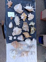 Top down view of the collection of seashells showing 26 pieces including sand dollars and large shells with different shapes and textures on a black and white surface.