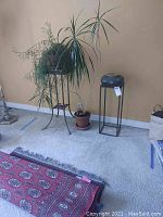 Plants and stands against a beige wall on carpet. Shows leafy plant on multi-level stand, tall leafy plant in pot, and tall narrow stand with decorative pot.