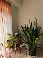 Live snake plants in large black plastic pot, smaller leafy plant in clay pot on metal stand, additional empty metal plant stand beside them.