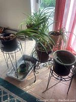 Four live potted plants with long green leaves, placed on and around black metal plant stands near a window with pink curtains.