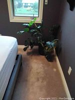 Full view of the Monstera plant positioned near a wall and window inside a room with gray walls and carpeted floor.