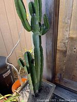 Tall columnar cactus with multiple arms in square container against wooden fence
