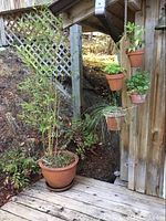 Full view of potted bamboo and hanging pots with green plants set outdoors on wood decking and wall