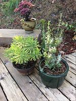 Three potted plants on a wooden plank, including a green variegated leaf plant, a small red-leafed plant in a beige decorative pot, and a green leafy plant in a green pot.