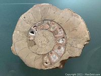Top view of a snail fossil showing detailed spiral shell segments and varied mineral coloration.