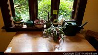 Wooden surface with seven potted plants and green watering can arranged near window