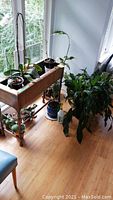 Photo showing multiple potted plants on and around a wooden plant stand next to a bright window, including orchids in small pots with aerial roots and other plants.
