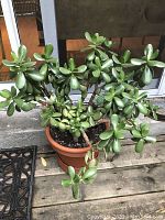 Front view of the large rubber plant showing the size and full foliage.