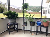 Photo shows two black wooden plant stands on left and right corners with barrel planter and leafy plant on one stand; two black metal plant stands in center holding pots and two hanging baskets on metal stands.
