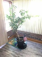 Full view of live braided trunk tree in black planter sitting on small decorative rug next to window with vertical blinds.