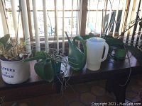 View of orchid plants and planters on a wooden bench near window with vertical blinds, showing white ceramic planter with blue text, green plastic watering can, and translucent plastic pitcher.