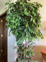 Full view of the large ficus silk tree showing dense green foliage and natural wood trunks.