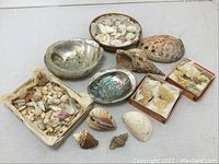 Full lot overview showing variety of seashells, coral, and abalone shells.