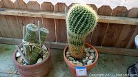 Two cacti plants in terracotta planters placed on floor against a wooden fence. One cactus is tubular and tied to sticks; the other is a tall round barrel cactus.