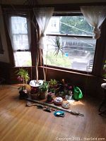 Wide angle view of multiple pots containing live plants including dracaena, philodendron, orchids, and bromeliads displayed near a window with sheer curtains
