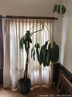 Full view of the octopus tree in its pot, showing the plant in front of cream-colored curtains.