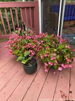 Four 12-inch pots with blooming pink Begonia plants and one 18-inch pot with Hosta plant on a deck.