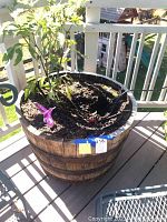 Top view of wooden wine barrel planter with soil and plants on deck with railing